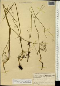 Scaligeria napiformis (Willd. ex Spreng.) Grande, South Asia, South Asia (Asia outside ex-Soviet states and Mongolia) (ASIA) (Turkey)
