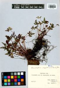 Aleuritopteris argentea (S. G. Gmel.) Fée, Siberia, Baikal & Transbaikal region (S4) (Russia)
