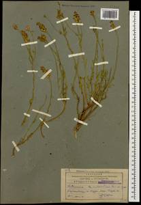 Aethionema grandiflorum Boiss. & Hohen., Caucasus, Azerbaijan (K6) (Azerbaijan)