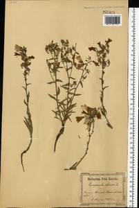Campanula sibirica L., Eastern Europe, South Ukrainian region (E12) (Ukraine)