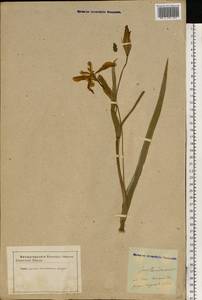 Iris pseudacorus L., Eastern Europe, Latvia (E2b) (Latvia)