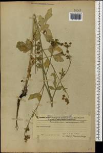 Dichoropetalum caucasicum (M. Bieb.) Soldano, Galasso & Banfi, Caucasus, Azerbaijan (K6) (Azerbaijan)