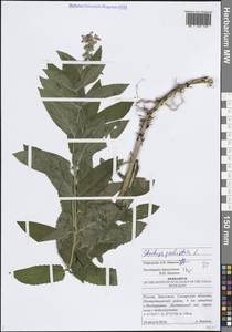 Stachys palustris L., Eastern Europe, Middle Volga region (E8) (Russia)
