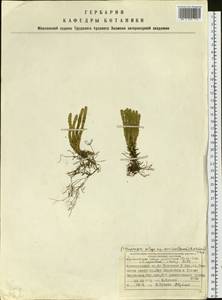 Huperzia selago subsp. appressa (Bach. Pyl. ex Desv.) D. Löve, Siberia, Central Siberia (S3) (Russia)