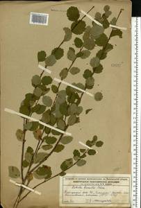 Betula humilis Schrank, Eastern Europe, Volga-Kama region (E7) (Russia)