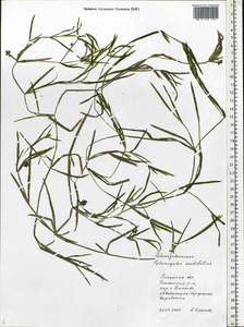 Potamogeton acutifolius Link ex Roem. & Schult., Eastern Europe, Central forest-and-steppe region (E6) (Russia)