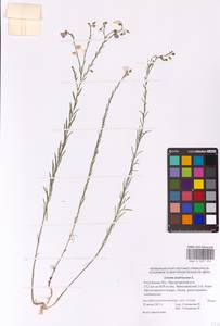 Linum austriacum L., Eastern Europe, Rostov Oblast (E12a) (Russia)