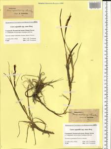 Carex aquatilis Wahlenb., Eastern Europe, Northern region (E1) (Russia)