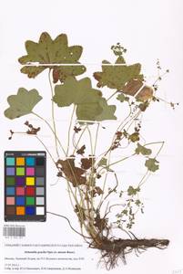 Alchemilla micans Buser, Eastern Europe, Moscow region (E4a) (Russia)