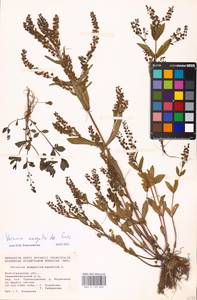 MHA 0 159 842, Veronica anagalloides Guss., Eastern Europe, Lower Volga region (E9) (Russia)