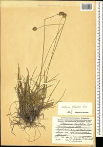 Sesleria phleoides Steven ex Roem. & Schult., Caucasus, Dagestan (K2) (Russia)