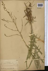 Lactuca serriola L., Middle Asia, Muyunkumy, Balkhash & Betpak-Dala (M9) (Kazakhstan)