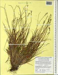 Carex brunnescens (Pers.) Poir., Eastern Europe, Northern region (E1) (Russia)