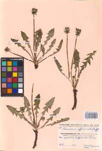 Taraxacum officinale Weber ex F. H. Wigg., Eastern Europe, North Ukrainian region (E11) (Ukraine)