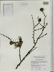 Larix gmelinii var. gmelinii, Siberia, Russian Far East (S6) (Russia)
