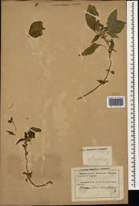 Amaranthus retroflexus L., Caucasus, Krasnodar Krai & Adygea (K1a) (Russia)