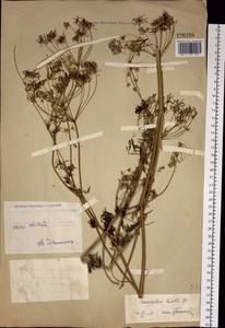 Chaerophyllum prescottii DC., Siberia, Western (Kazakhstan) Altai Mountains (S2a) (Kazakhstan)