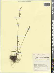 Poa glauca Vahl, Caucasus, Dagestan (K2) (Russia)