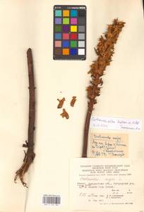 Orobanche alba Steph. ex Willd., Eastern Europe, West Ukrainian region (E13) (Ukraine)