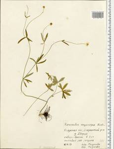 Ranunculus auricomus L., Eastern Europe, Central region (E4) (Russia)
