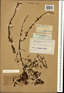 Hypericum lydium Boiss., Caucasus (no precise locality) (K0)
