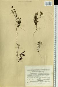 Campanula sibirica L., Siberia, Altai & Sayany Mountains (S2) (Russia)