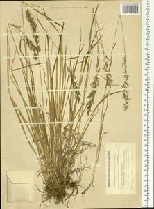 Trisetum altaicum Roshev., Siberia, Altai & Sayany Mountains (S2) (Russia)