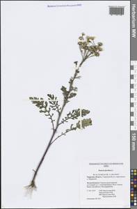 Jacobaea vulgaris subsp. vulgaris, Eastern Europe, North-Western region (E2) (Russia)