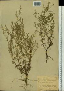 Artemisia anethifolia Weber ex Stechm., Siberia, Baikal & Transbaikal region (S4) (Russia)