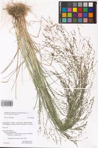 Eragrostis albensis H.Scholz, Eastern Europe, Central region (E4) (Russia)
