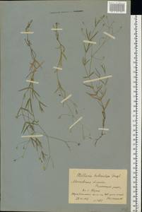 Stellaria hebecalyx Fenzl, Eastern Europe, Moscow region (E4a) (Russia)