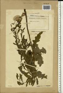 Cirsium arvense (L.) Scop., Eastern Europe, Lower Volga region (E9) (Russia)