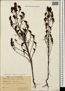 Odontites luteus (L.) Clairv., Caucasus, Stavropol Krai, Karachay-Cherkessia & Kabardino-Balkaria (K1b) (Russia)