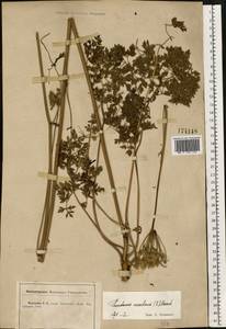 Oreoselinum nigrum Delarbre, Eastern Europe, Central forest-and-steppe region (E6) (Russia)