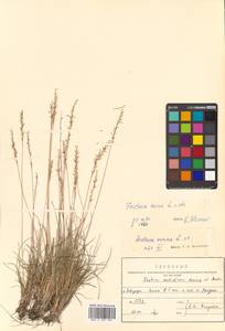 Festuca ovina L., Siberia, Russian Far East (S6) (Russia)