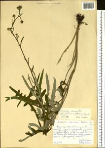 Saussurea recurvata (Maxim.) Lipsch., Siberia, Russian Far East (S6) (Russia)