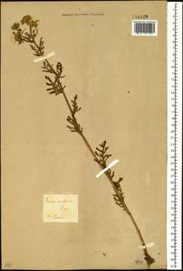 Jacobaea ambracea (Turcz. ex DC.) B. Nord., Siberia, Baikal & Transbaikal region (S4) (Russia)