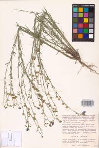 Linum perenne L., Middle Asia, Caspian Ustyurt & Northern Aralia (M8) (Kazakhstan)