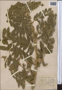 Astragalus sieversianus Pall., Middle Asia, Western Tian Shan & Karatau (M3) (Kyrgyzstan)
