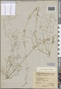 Stellaria graminea L., Eastern Europe, North-Western region (E2) (Russia)