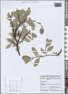 Salix hastata L., Siberia, Central Siberia (S3) (Russia)