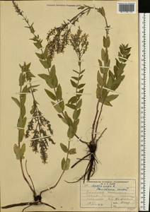 Nepeta nuda subsp. nuda, Eastern Europe, Lower Volga region (E9) (Russia)