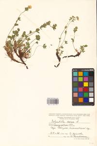 Potentilla aurea L., Eastern Europe, West Ukrainian region (E13) (Ukraine)