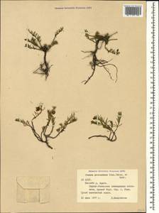 Fumana procumbens, Caucasus, North Ossetia, Ingushetia & Chechnya (K1c) (Russia)