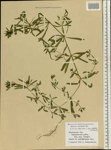 Galium spurium subsp. spurium, Eastern Europe, Northern region (E1) (Russia)