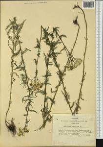Achillea impatiens L., Siberia, Altai & Sayany Mountains (S2) (Russia)