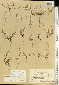 Polygonum neglectum Besser, Eastern Europe, Central region (E4) (Russia)