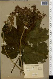 Heracleum ponticum (Lipsky) Schischk. ex Grossh., Caucasus (no precise locality) (K0)