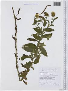Pulicaria dysenterica (L.) Bernh., Western Europe (EUR) (Germany)