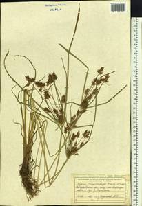 Cyperus orthostachyus Franch. & Sav., Siberia, Russian Far East (S6) (Russia)